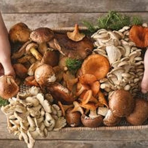 UNE NOUVELLE FACON POUR TRANSFORMER NOS DISFONCTIONNEMENTS ! 🍄‍🟫