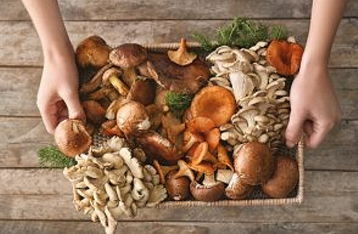 Lire la suite à propos de l’article UNE NOUVELLE FACON POUR TRANSFORMER NOS DISFONCTIONNEMENTS ! 🍄‍🟫